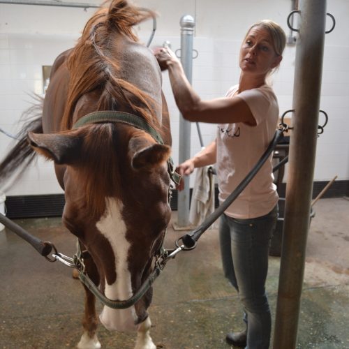 Paard in de aquatrainer