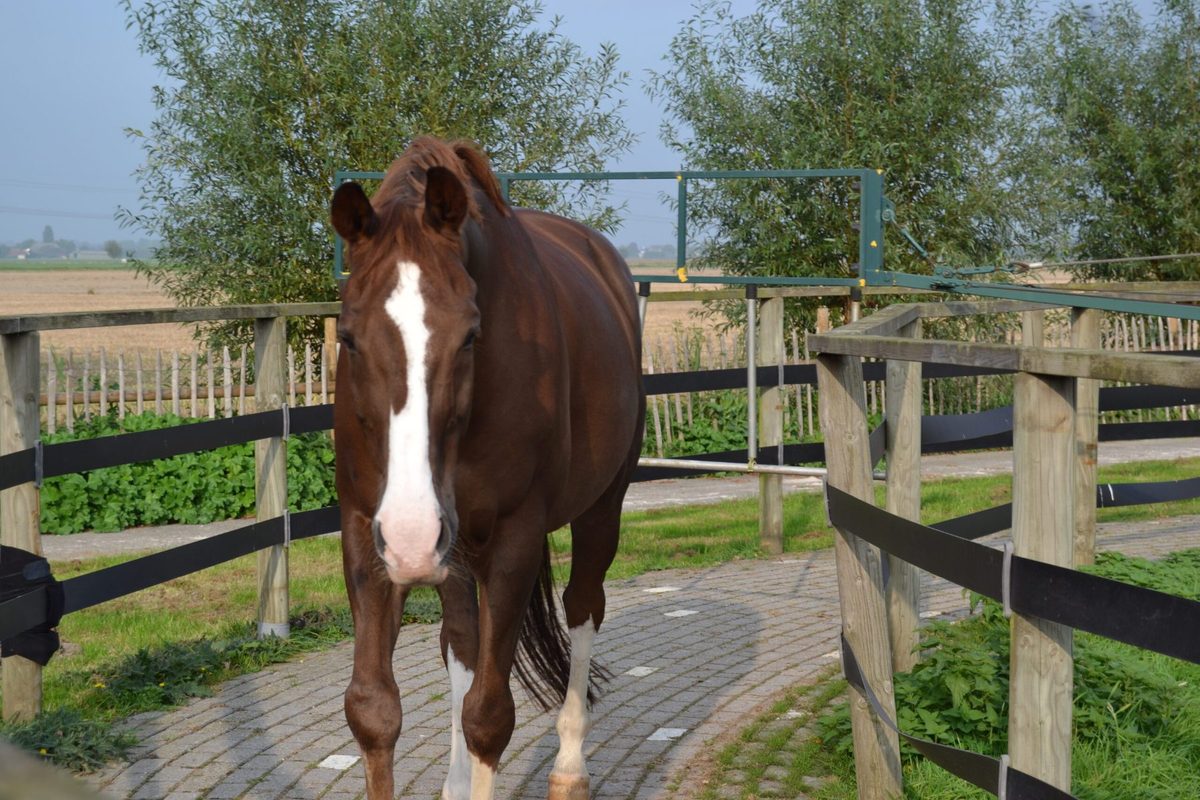 Paard aan het hek in de weide bij Gezonde Hoeve in Oud-Beijerland