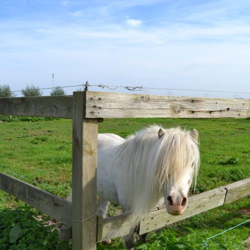 Schimmel in de weide bij Gezonde Hoeve