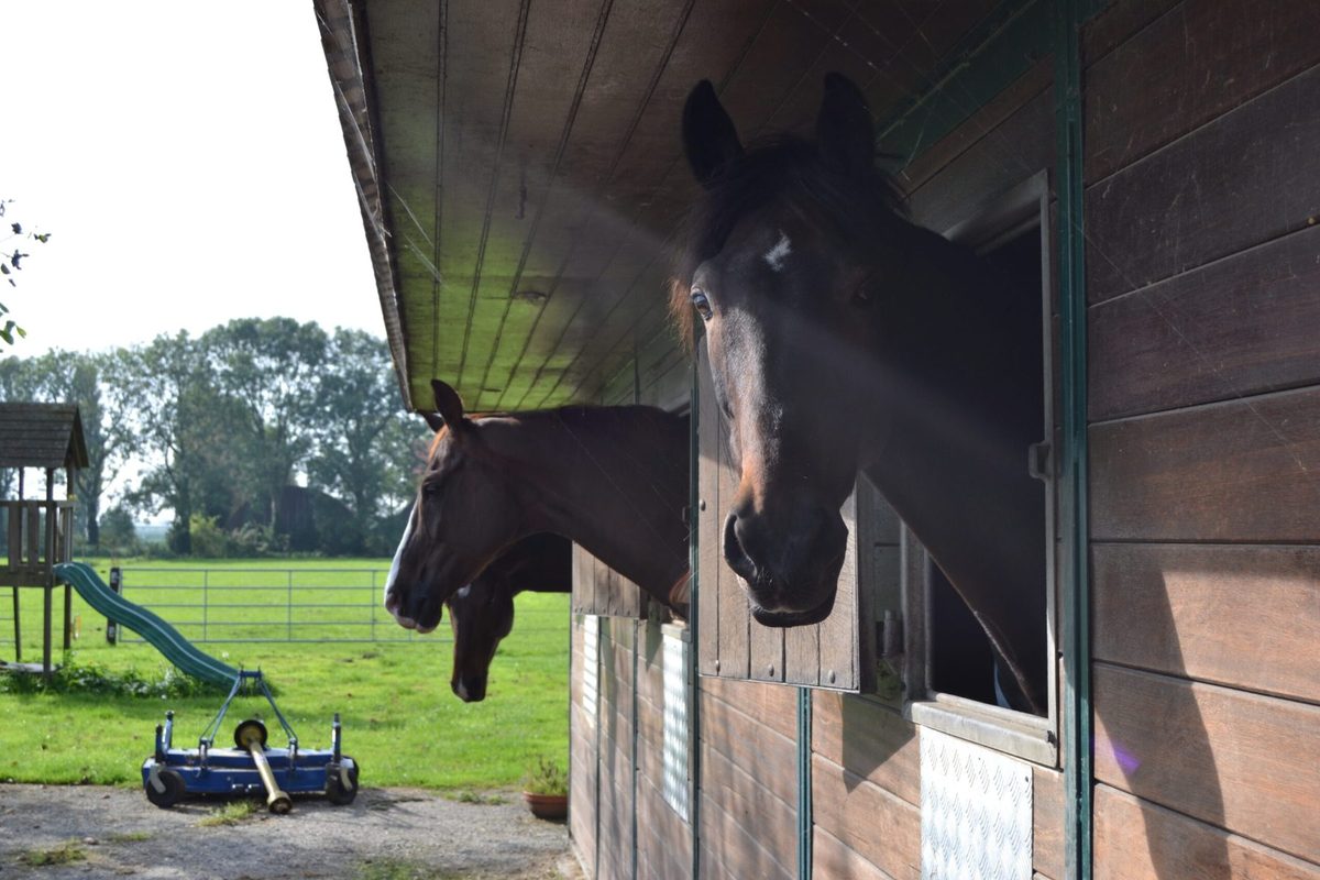 Paard kijkt uit over de onderdeur van de stal